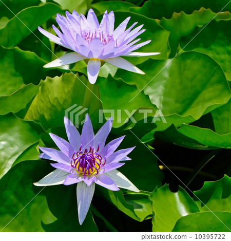 waterlily 10395722