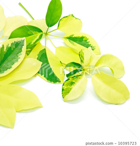 Umbrella Tree 10395723