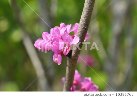 Hanazu Ow Hanazu Ow 10395763