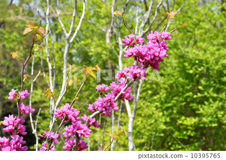 Hanazu Ow Hanazu Ow 10395765