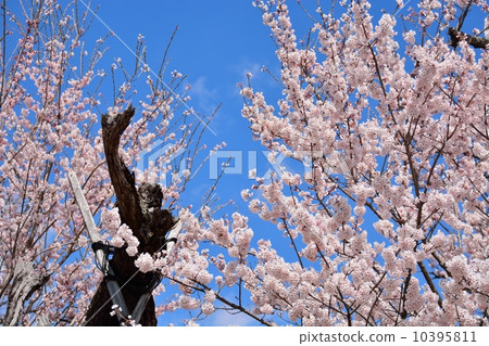 Sayaka Yamakuchi Sayaka Yamakuchi 10395811