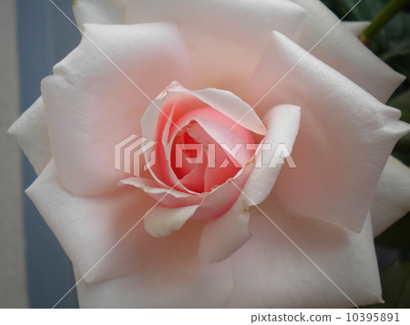 Audrey Hepburn Audrey Hepburn 10395891