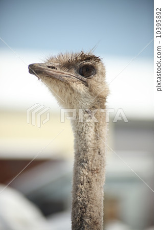 Ostrich Ostrich 10395892