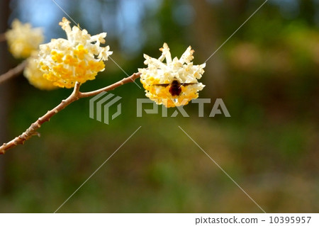 Mitsumata和天鵝絨樹阿布 10395957