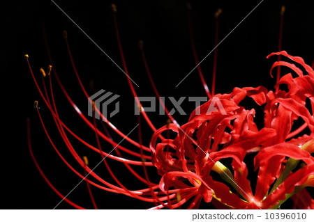 Higambuna Higambuna 10396010