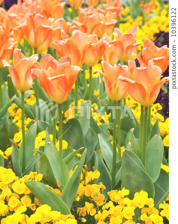 Tulip Tulip 10396122