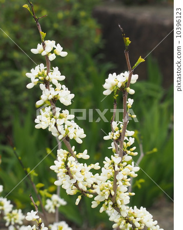 白花蜂蜜 10396123