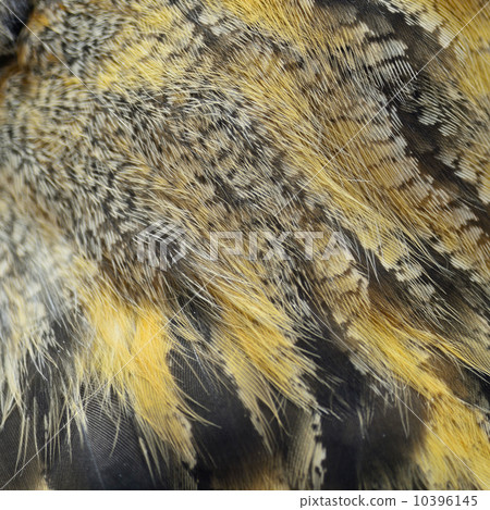 Eurasian Eagle Owl feathers 10396145
