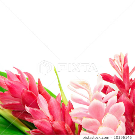 Ginger flower 10396146