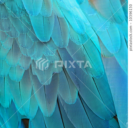 Blue and Gold Macaw feathers 10396150