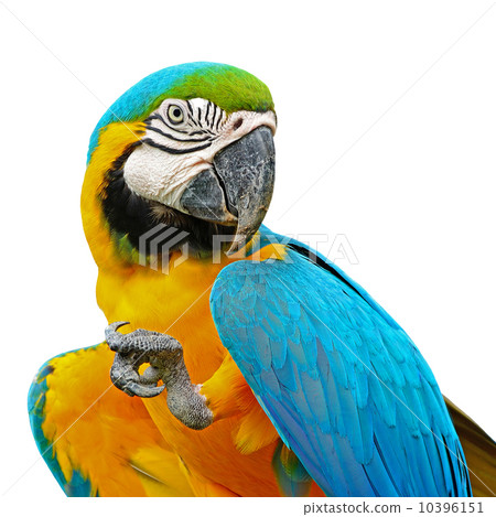 Blue and Gold Macaw 10396151