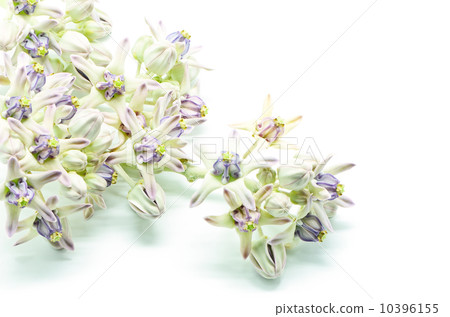 Crown Flower 10396155