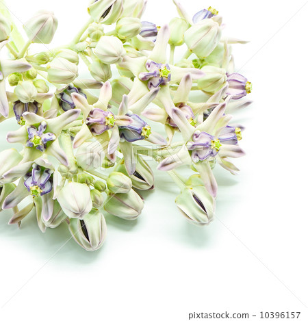 Crown Flower 10396157