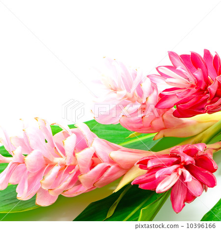Ginger flower 10396166