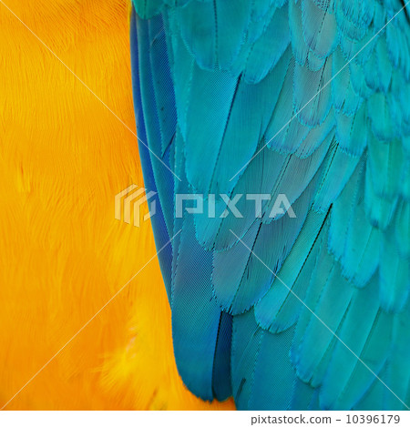 Blue and Gold Macaw feathers 10396179