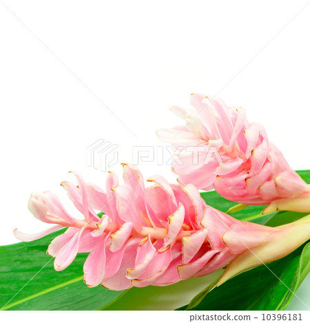 Ginger flower 10396181
