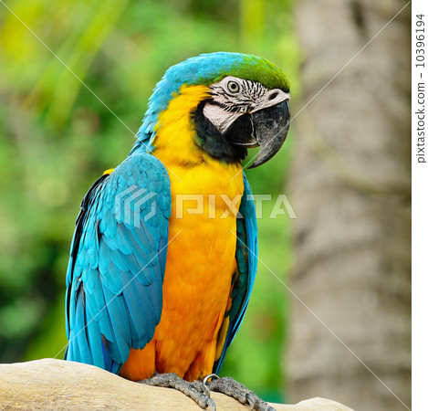 Blue and Gold Macaw Blue and Gold Macaw 10396194