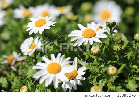 White flower of urban agricultural park · North pole 10396270