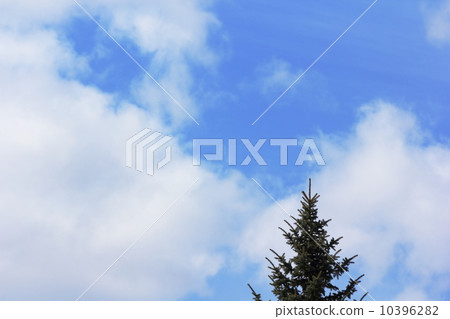 Sky and coniferous trees Sky and coniferous trees 10396282