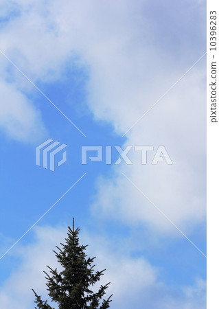 Sky and coniferous trees Sky and coniferous trees 10396283