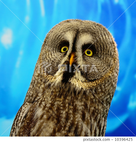 Great Grey Owl Great Grey Owl 10396425