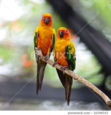 Sun Conure Sun Conure 10396547