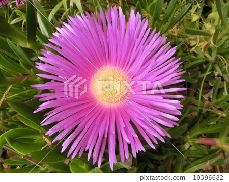 Dorosantemum flowers 10396682