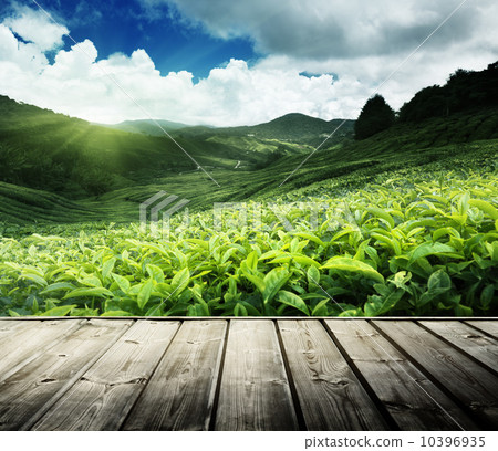 wood floor on tea plantation Cameron highlands, Malaysia 10396935