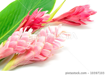 Red Ginger Red Ginger 10397103