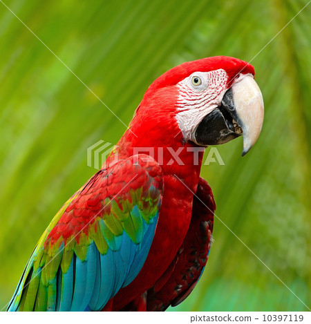 Greenwinged Macaw 10397119