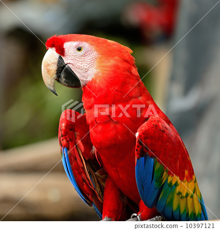 Scarlet Macaw 10397121