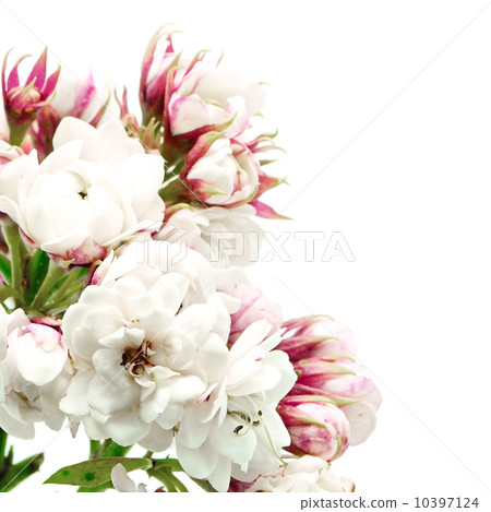 Glory Bower 10397124