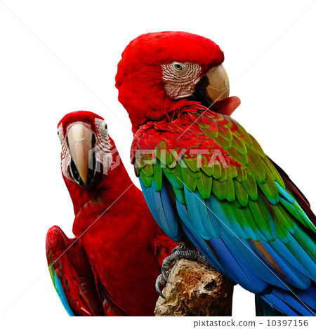 Greenwinged Macaw 10397156