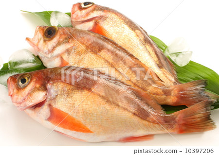 Mebal raw food up Japanese food White background Mebal raw food up Japanese food White background 10397206