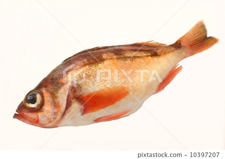 Mebal raw food up Japanese food White background Mebal raw food up Japanese food White background 10397207