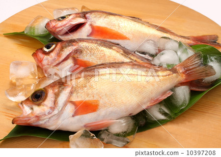 Mebal raw food up Japanese food White background Mebal raw food up Japanese food White background 10397208