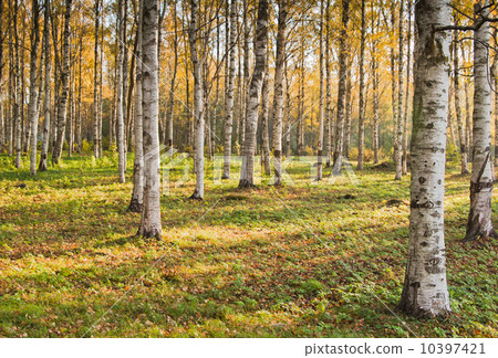 Autumn landscape 10397421