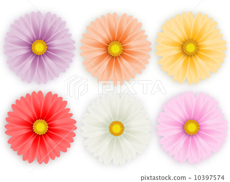 Gerbera 10397574
