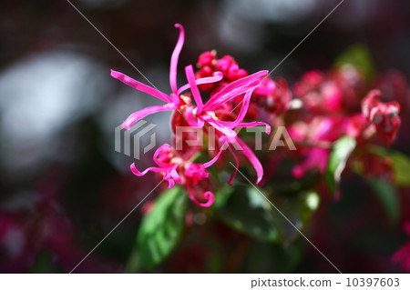 Flowering of safflower Tokiwamansaku Flowering of safflower Tokiwamansaku 10397603