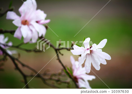 Sidekobushi花 10397630