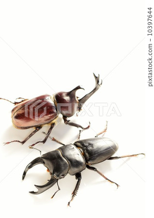 國內Okuwagata和贏取白色背景的家養的甲蟲 10397644