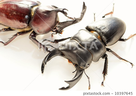 國內Okuwagata和贏取白色背景的家養的甲蟲 10397645
