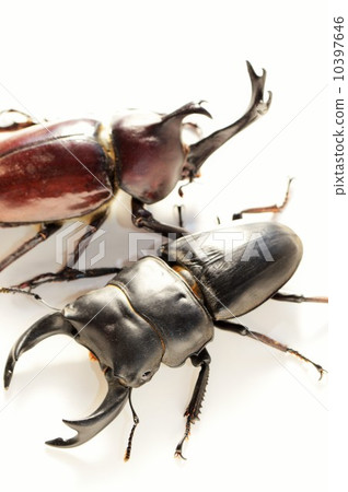 國內Okuwagata和贏取白色背景的家養的甲蟲 10397646