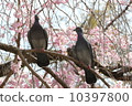 一隻鴿子被困在一棵垂枝櫻花中 10397800