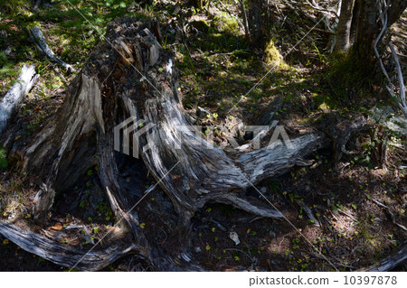 Kuchiki Kuchiki 10397878