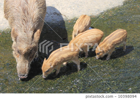 野豬母親和孩子 野豬母親和孩子 10398094