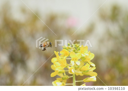 生物昆蟲離開參觀了牡丹花的Hanaabu 生物昆蟲離開參觀了牡丹花的Hanaabu 10398110