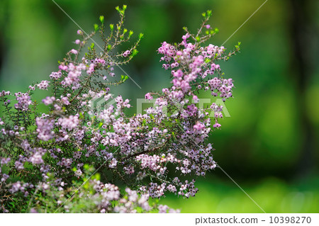 Arakawa自然公園淺粉紅色的小花·Janome Erika 10398270