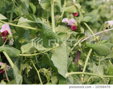 紅豌豆花和豌豆果實（紅色·藍色） 10398470