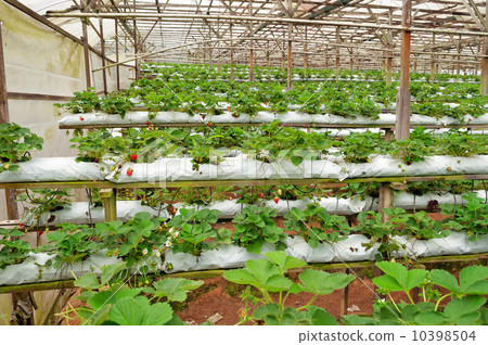 Strawberry farm 10398504